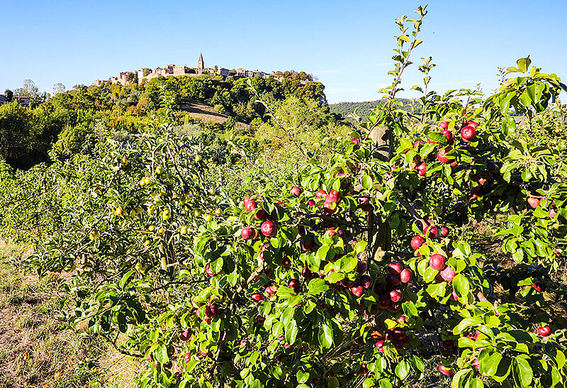 Puycelsi, labellisé Plus Beau Village de France, depuis le Conservatoire Départemental d'espèces fruitières et de vignes anciennes du Tarn 